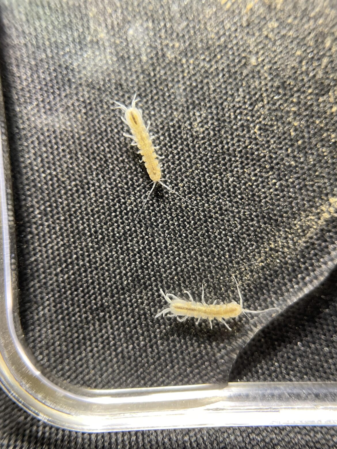 Got some cool caecidotea. Probably around 20 of these. I’ve never kept aquatic isopods before, what are the basics I should purchase and know to establish a breeding population?