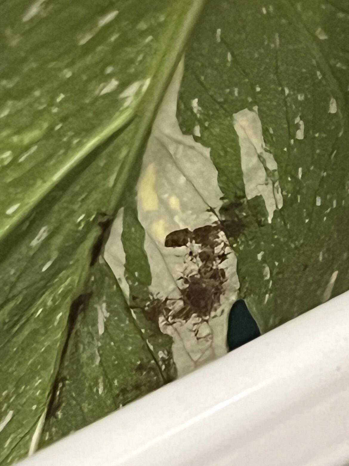 What’s wrong with my Monstera Thai Con?