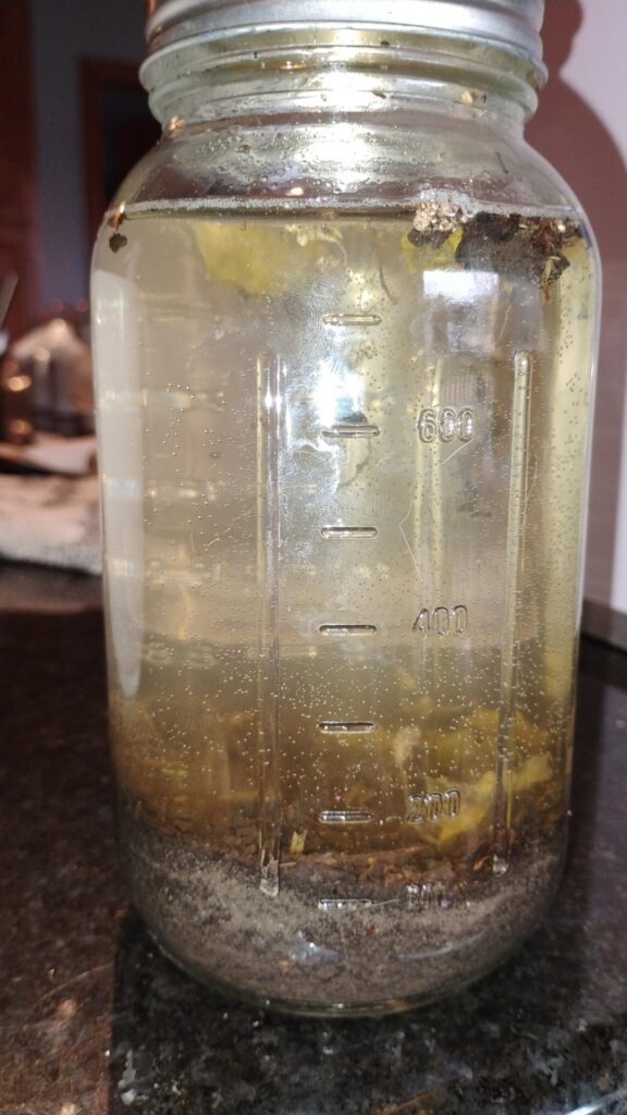 tap water jar day 2