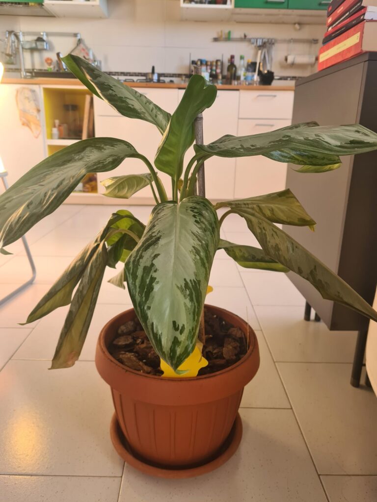 Dieffenbachia with yellow/brownish and droopy leaves