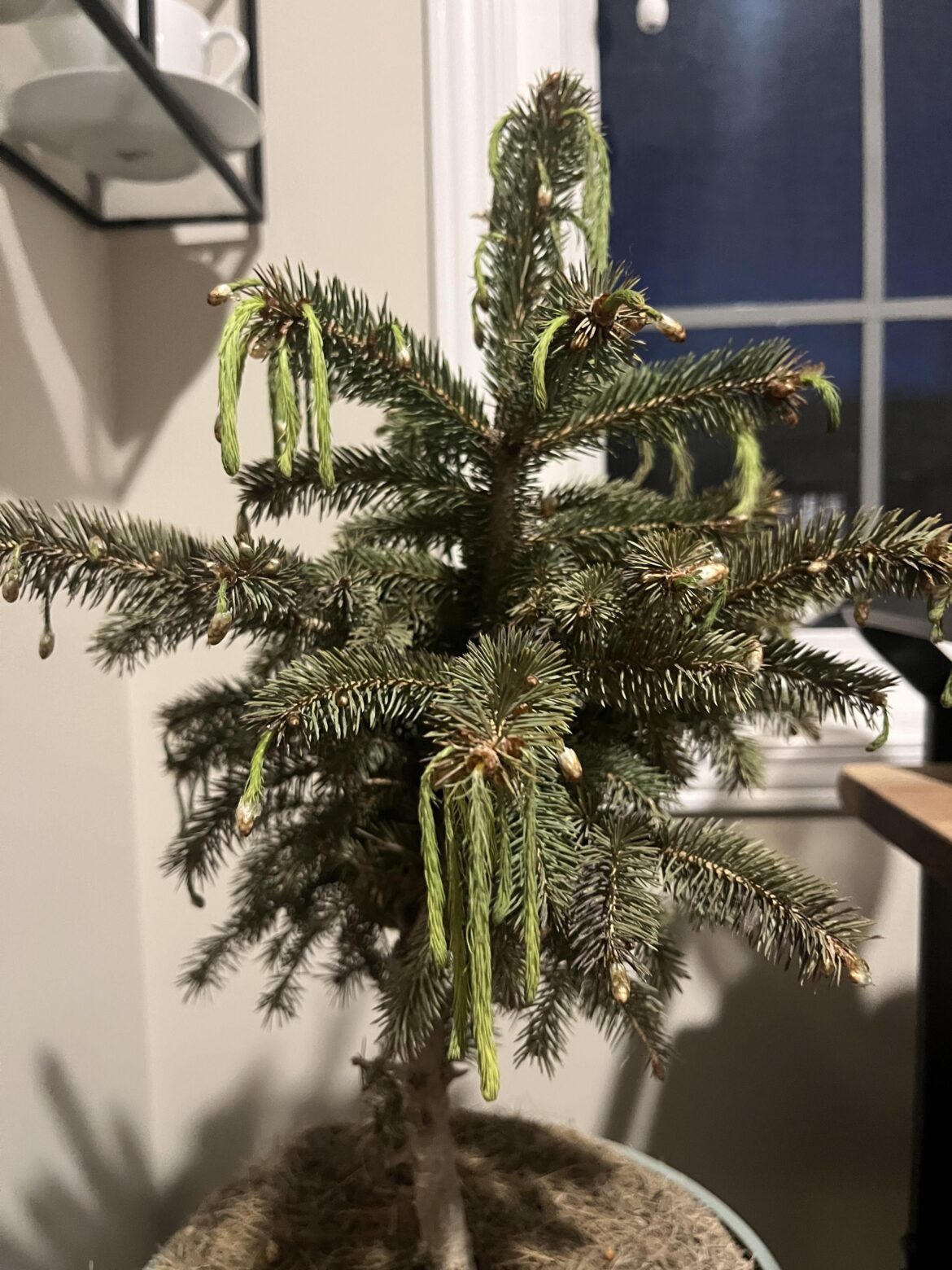 Blue pine sapling has sagging tips