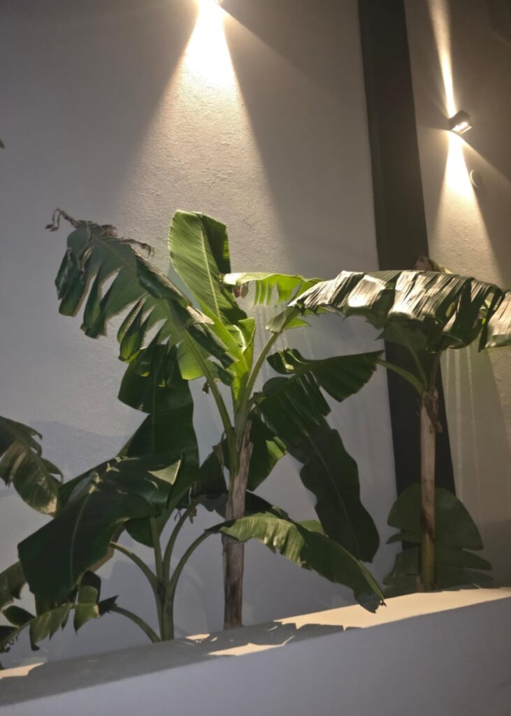 What are these? I saw them outside a hotel in Greece