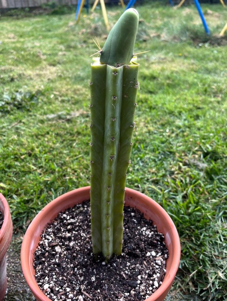 Stubborn graft took nearly 2 years to pup. Worth the wait!