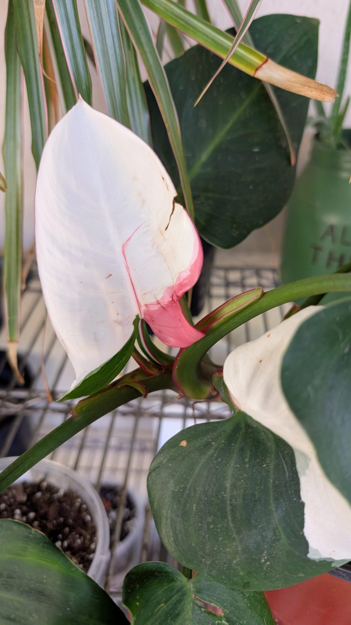 Philodendron white princess