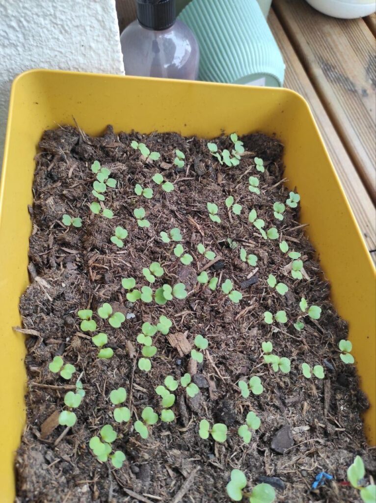 Arugula thinning help !