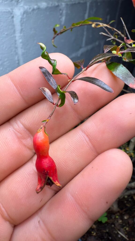 Dwarf pomegranate leaves curling. Dwarf pomegranate leaves curling.