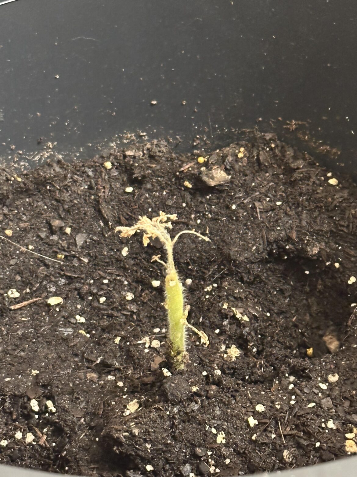 I’ve been trying to save this poor thing for a week due to sentimental value. Is it a lost cause? The stem is green and firm but now no leaves left