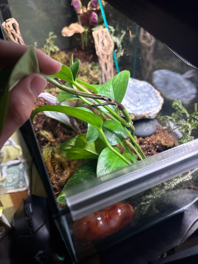 Why does this keep appearing on my Pothos? please help.