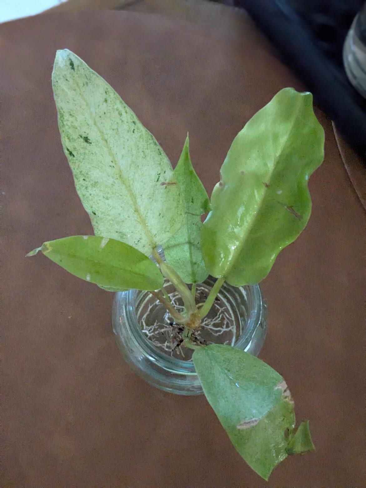 Baby Snowdrift - newest addition. Advice?