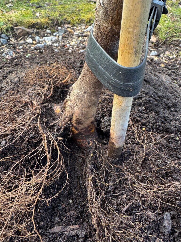 Kept excavating per feedback. Is this the root flare on a redbud?