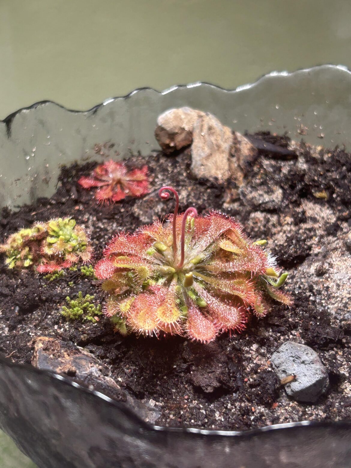 My first flower🥹 (i think)