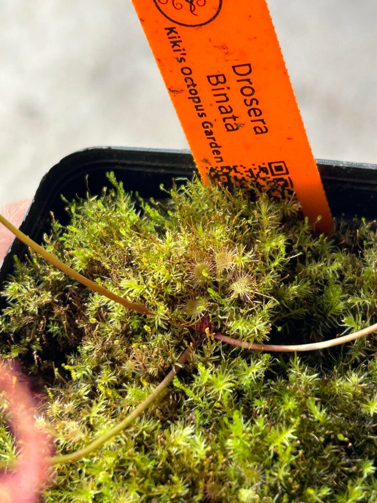 Is this sprout a Forked Sundew?