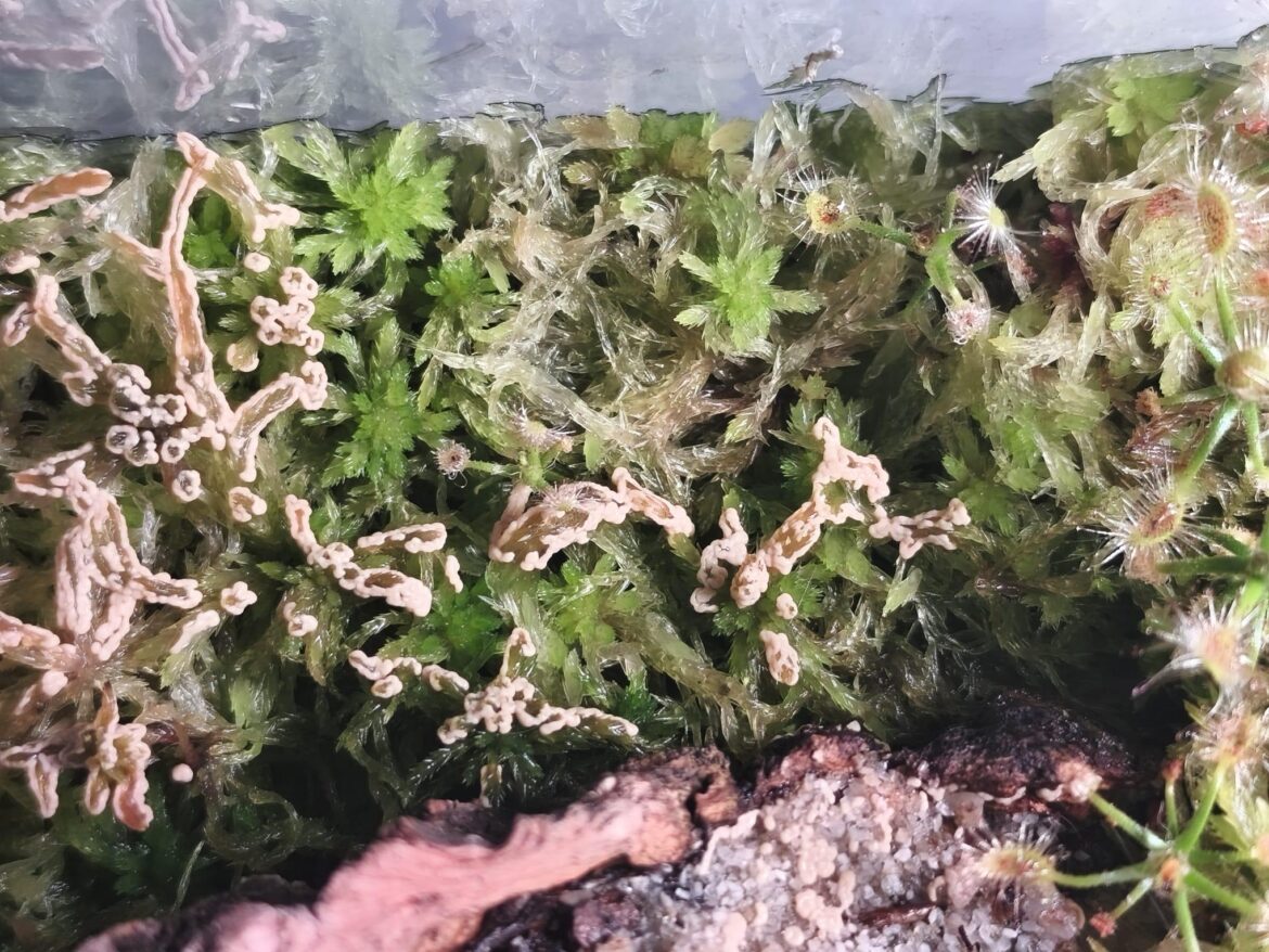 Help with the sphagnum. Collembola eggs?