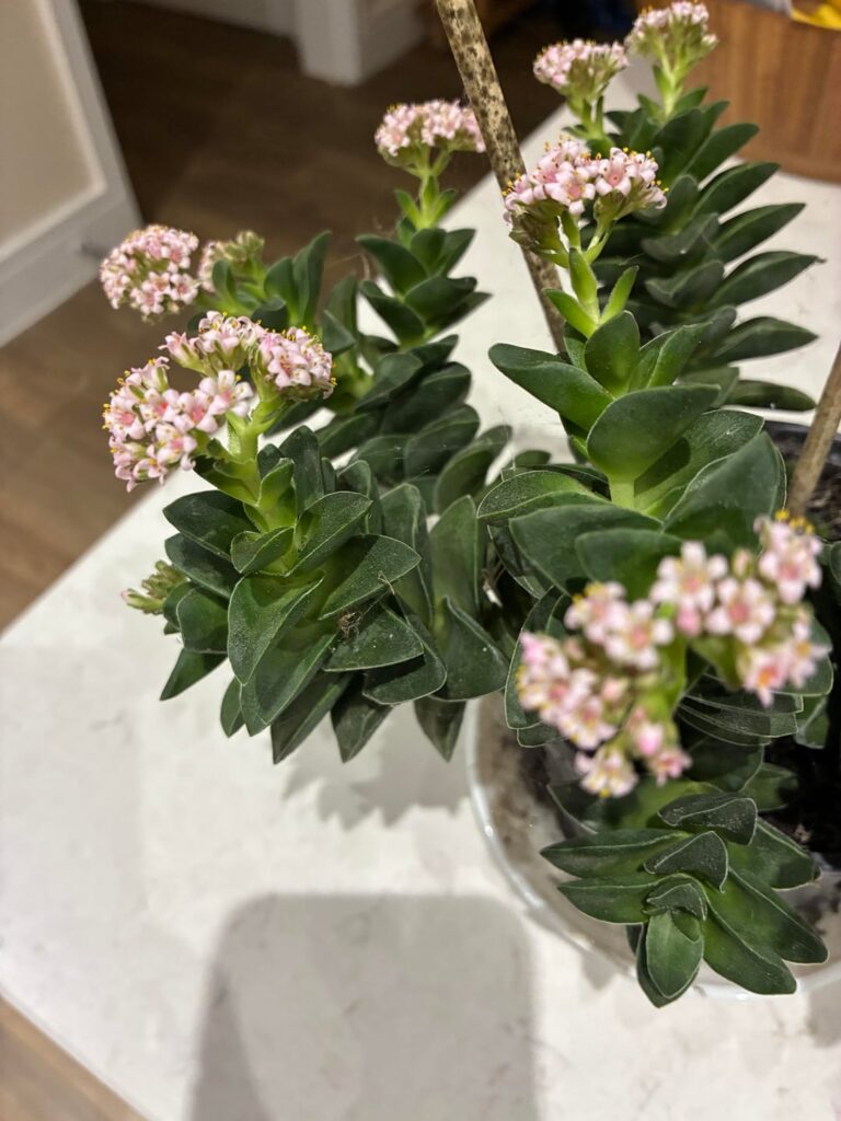 Crassula Buddhas temple flowers