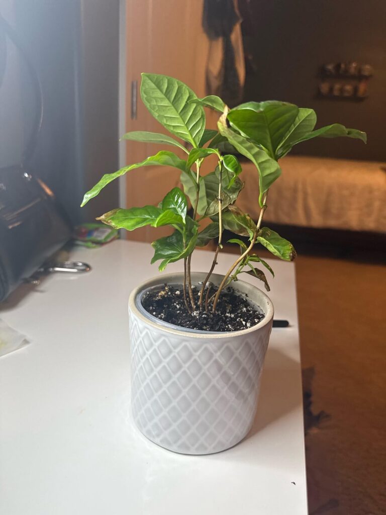 Coffee Plant Dying :(