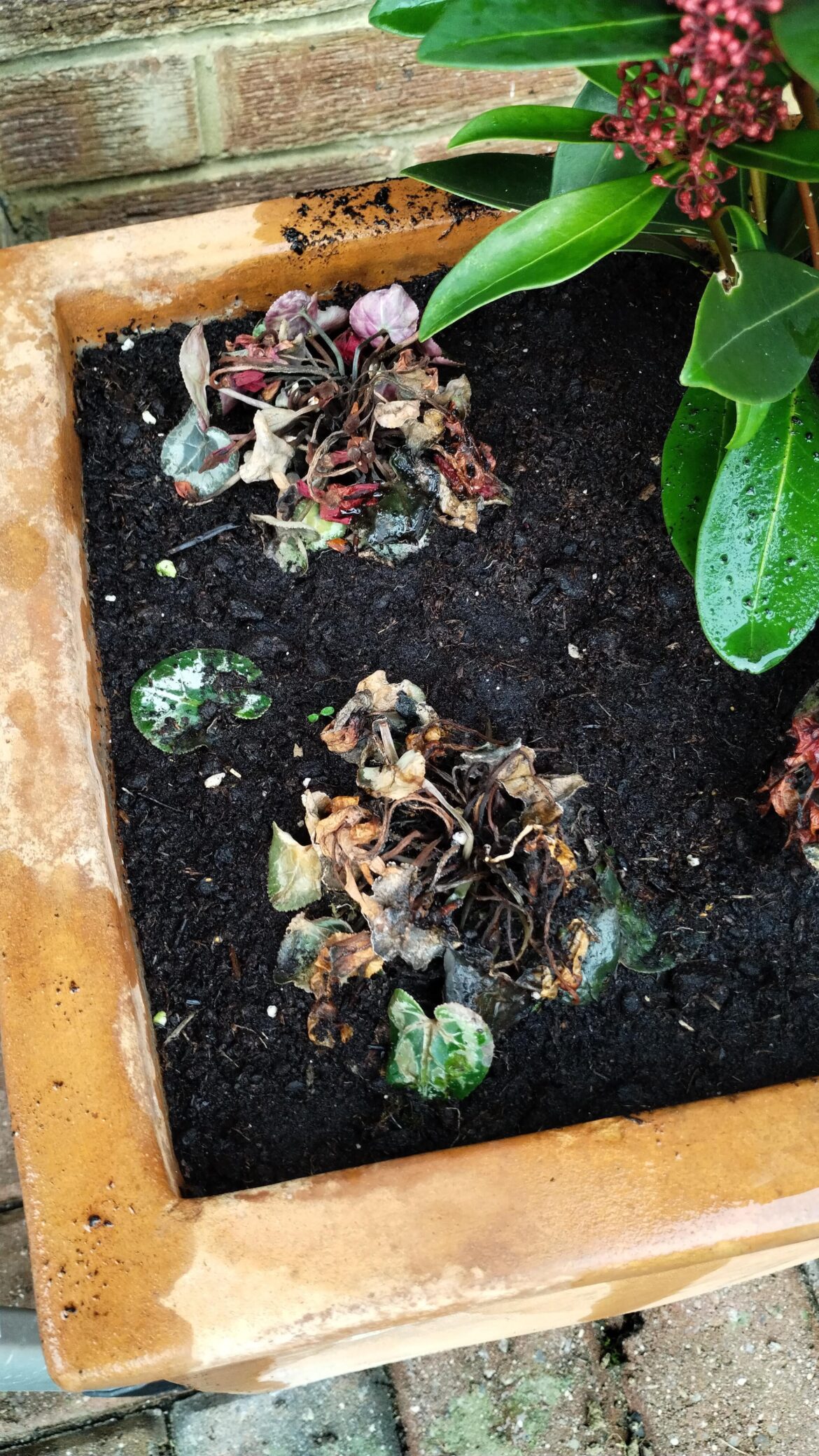 Game over for these Cyclamen