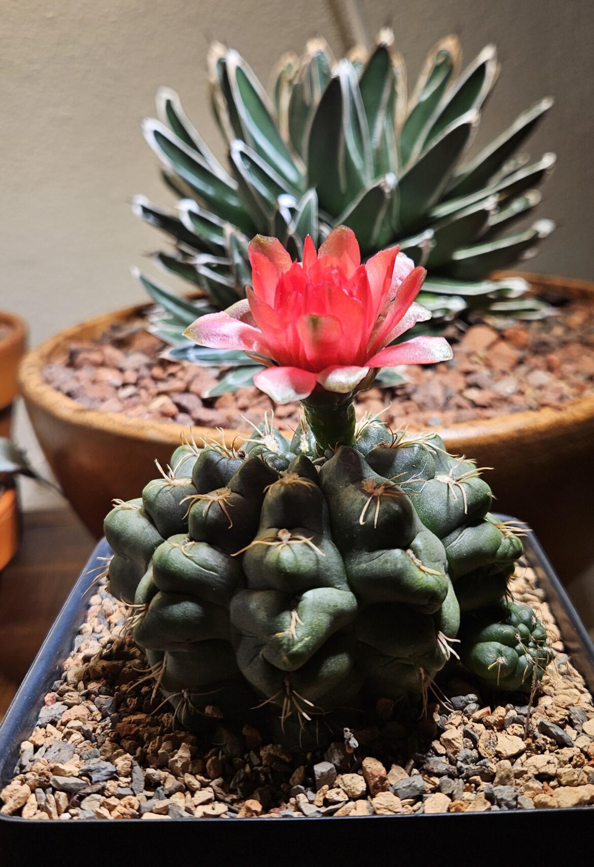 First flower of 2026. Gymnocalycium Baldanium