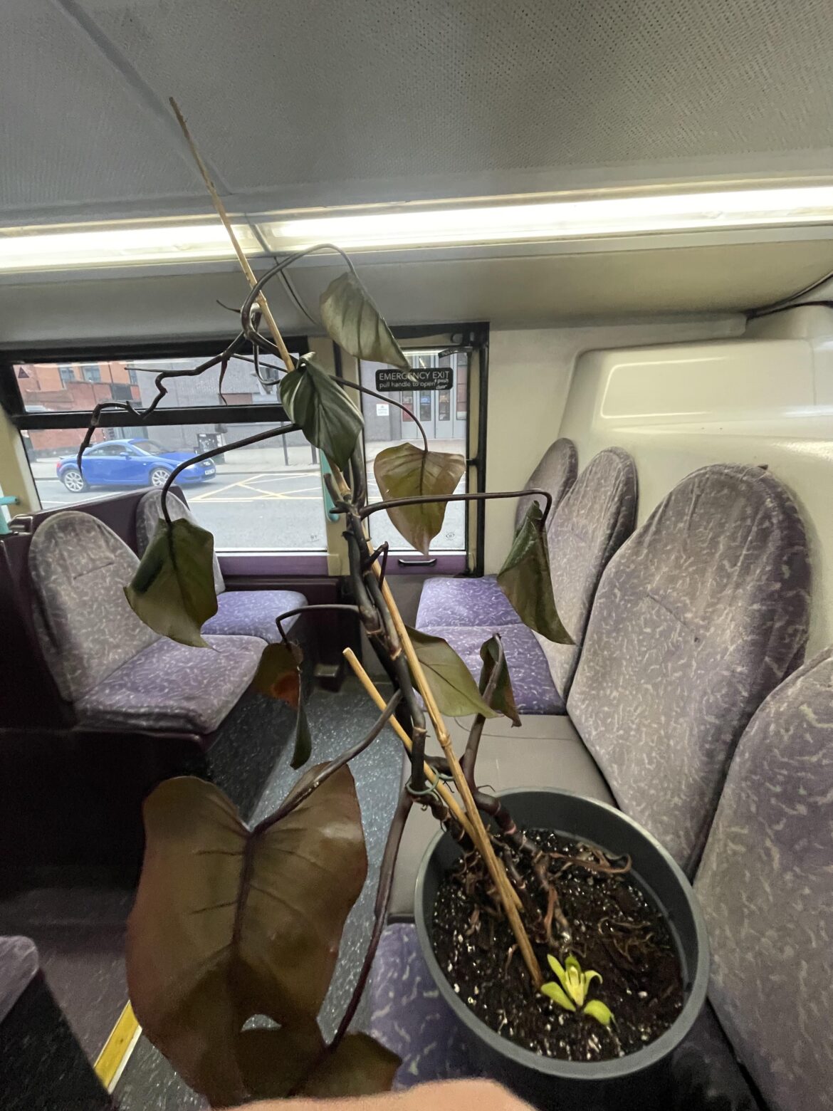 Found this monstera near a bin outside, any tips to make her happy?