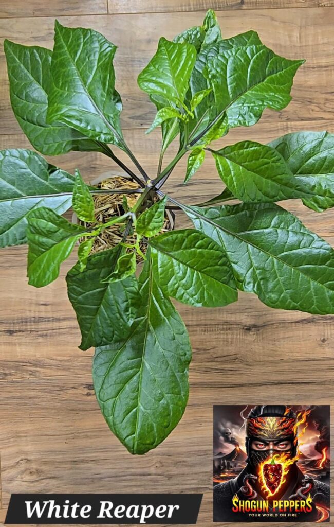 White Reaper