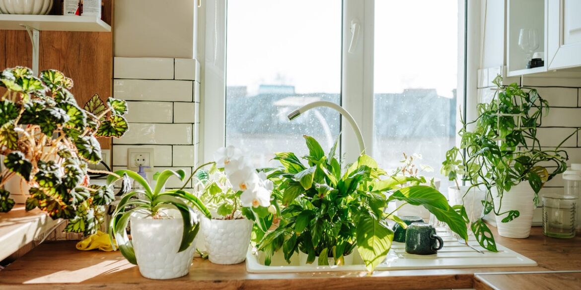 How Winter Affects Houseplants (And How to Care for Them) How Winter Affects Houseplants (And How to Care for Them)