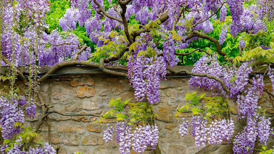 Natural chinese wisteria flowers on stone wall