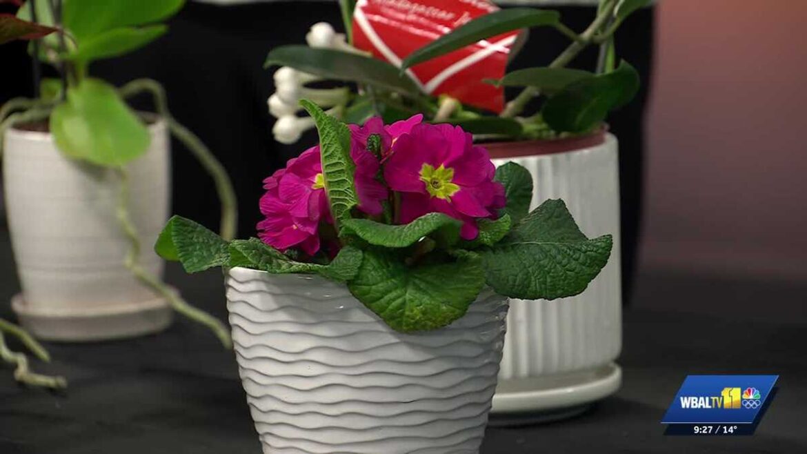 Gifting living flowers for Valentine’s Day Gifting living flowers for Valentine's Day