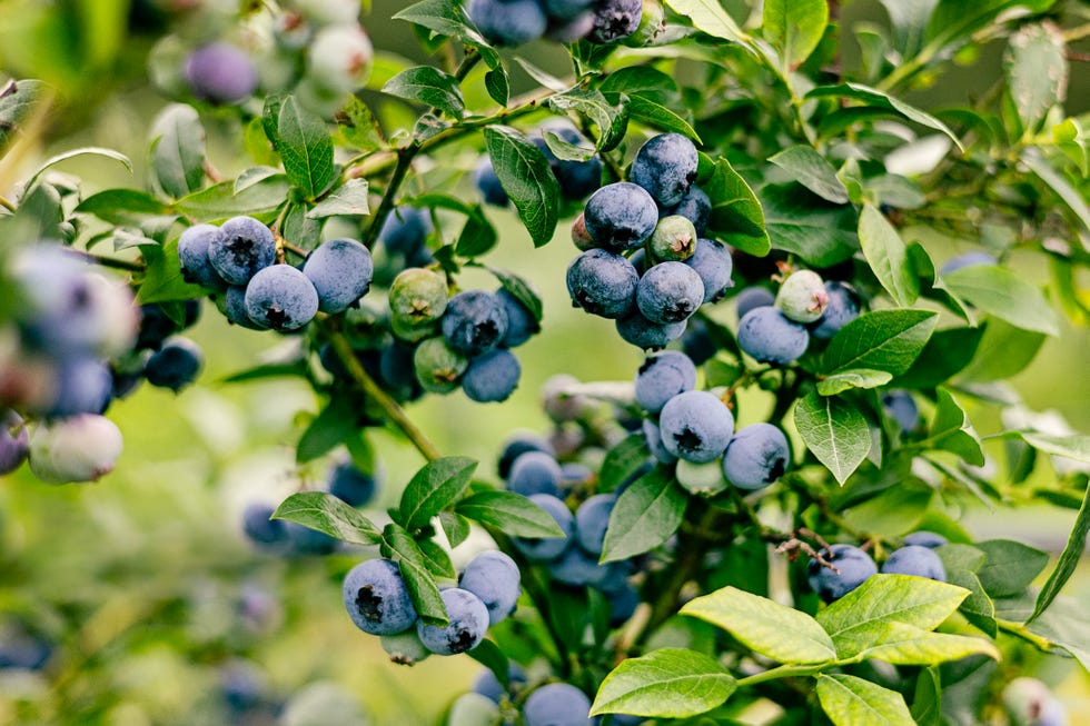 garden trends 2026
