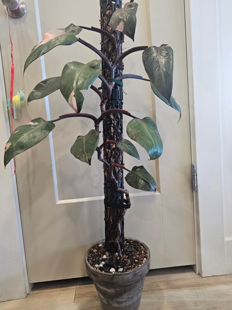 What should I do with this thing??