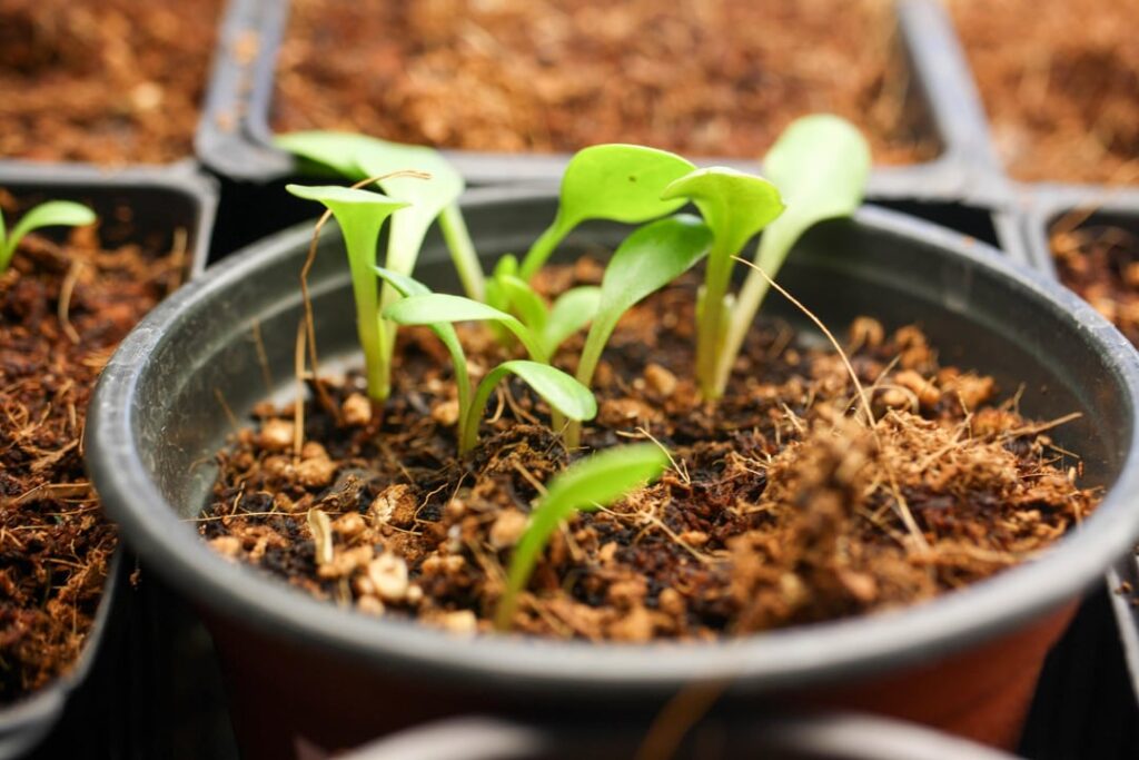 Dahlia seedlings! This should be a fun project