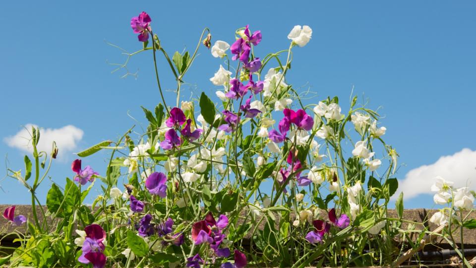 Purple and White Sweet Peas (Lathyrus odoratus) Growing against a Wall in a Country Cottage Garden in Rural Devon, England, UK