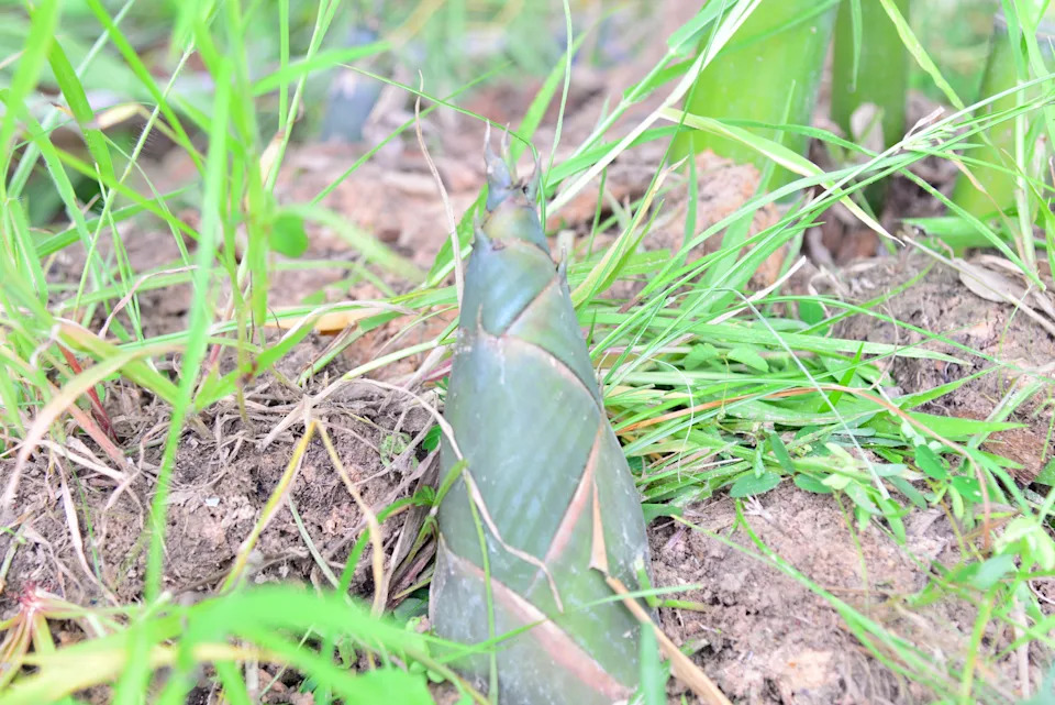 Shot of a small bamboo shoot rising out of a grass lawn.