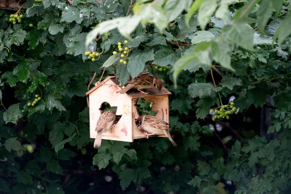 Three sparrows are eating from a feeder hanging on a bush best place to hang birdfeeder