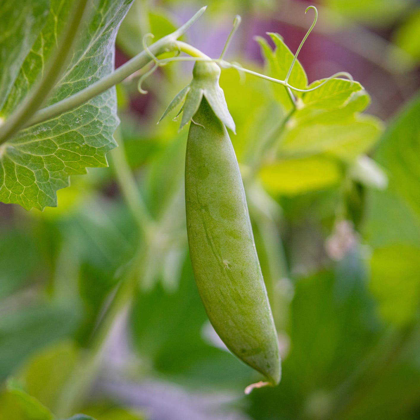 first things to plant in garden peas