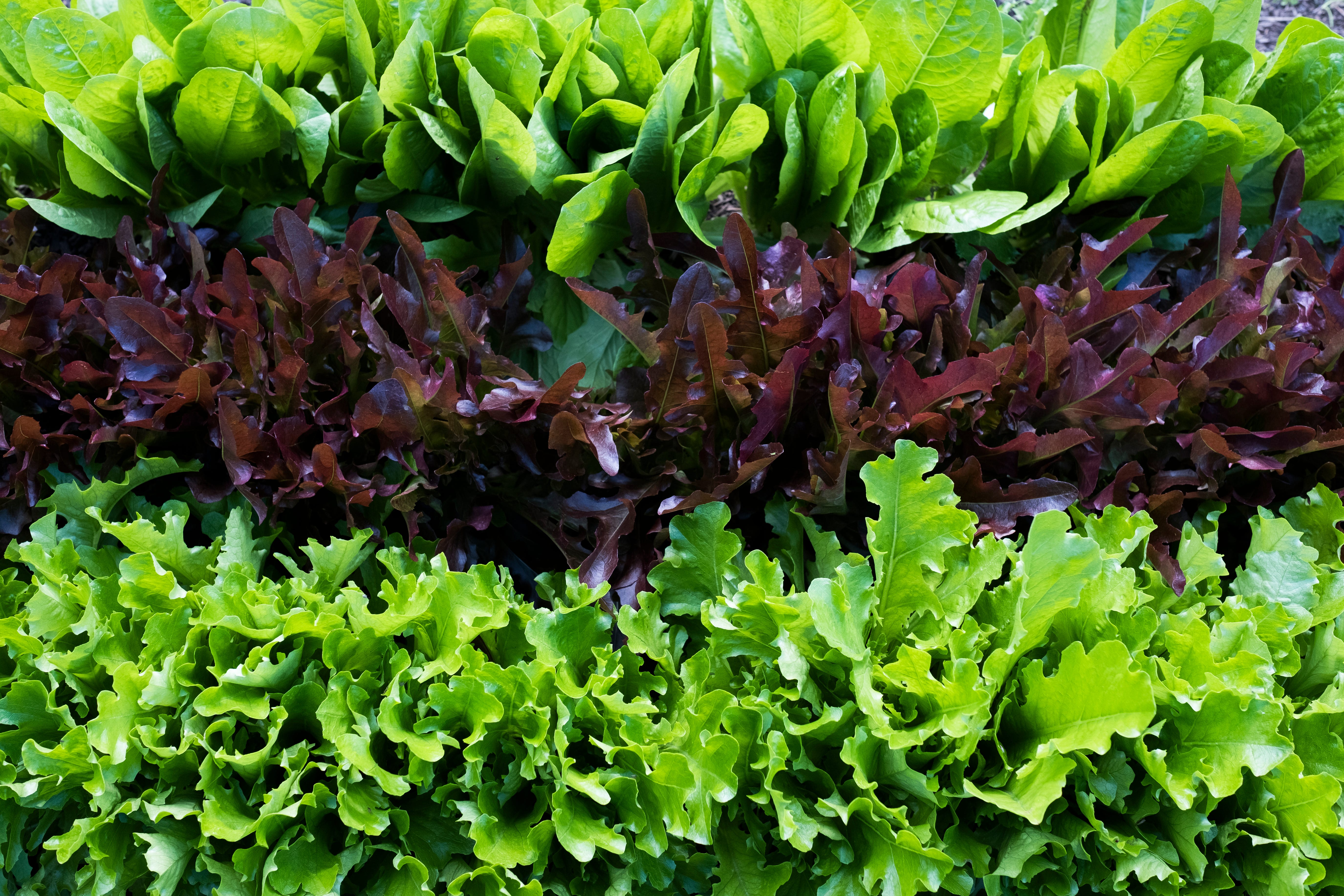 High angle close up of rows of different varieties of green and red lettuce.