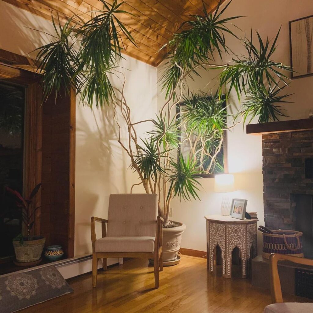 Found this 10 foot tall Dracaena for FREE on Craigslist. Fits perfectly in my new home.