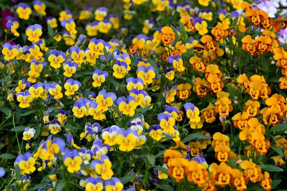 viola and pansy flowers growing outside