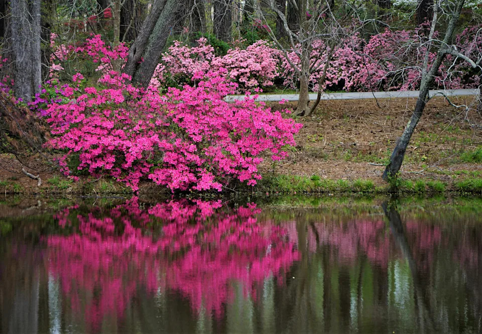 Pink azaleas blooming beside a pond at Callaway Gardens in Georgia during spring