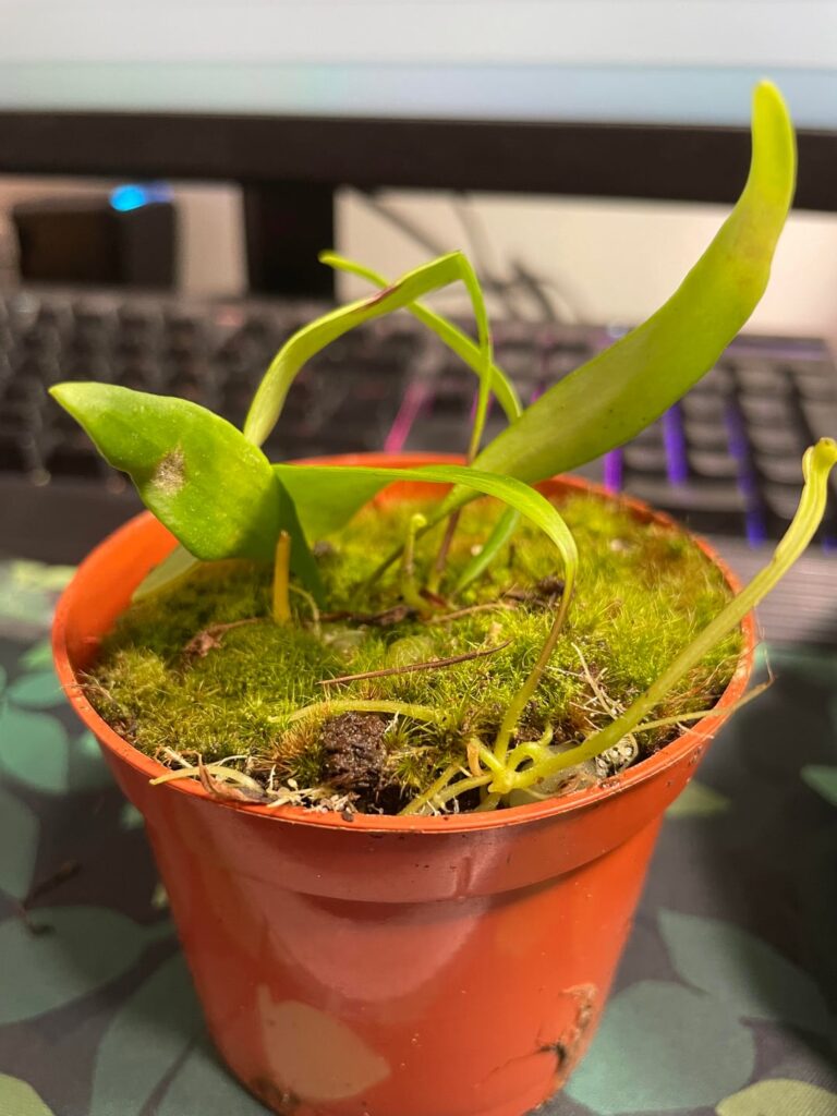 Help Utricularia alpina