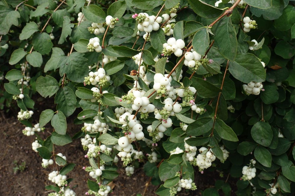 White fruits and pink flowers of common snowberry in August White fruits and pink flowers of common snowberry in August