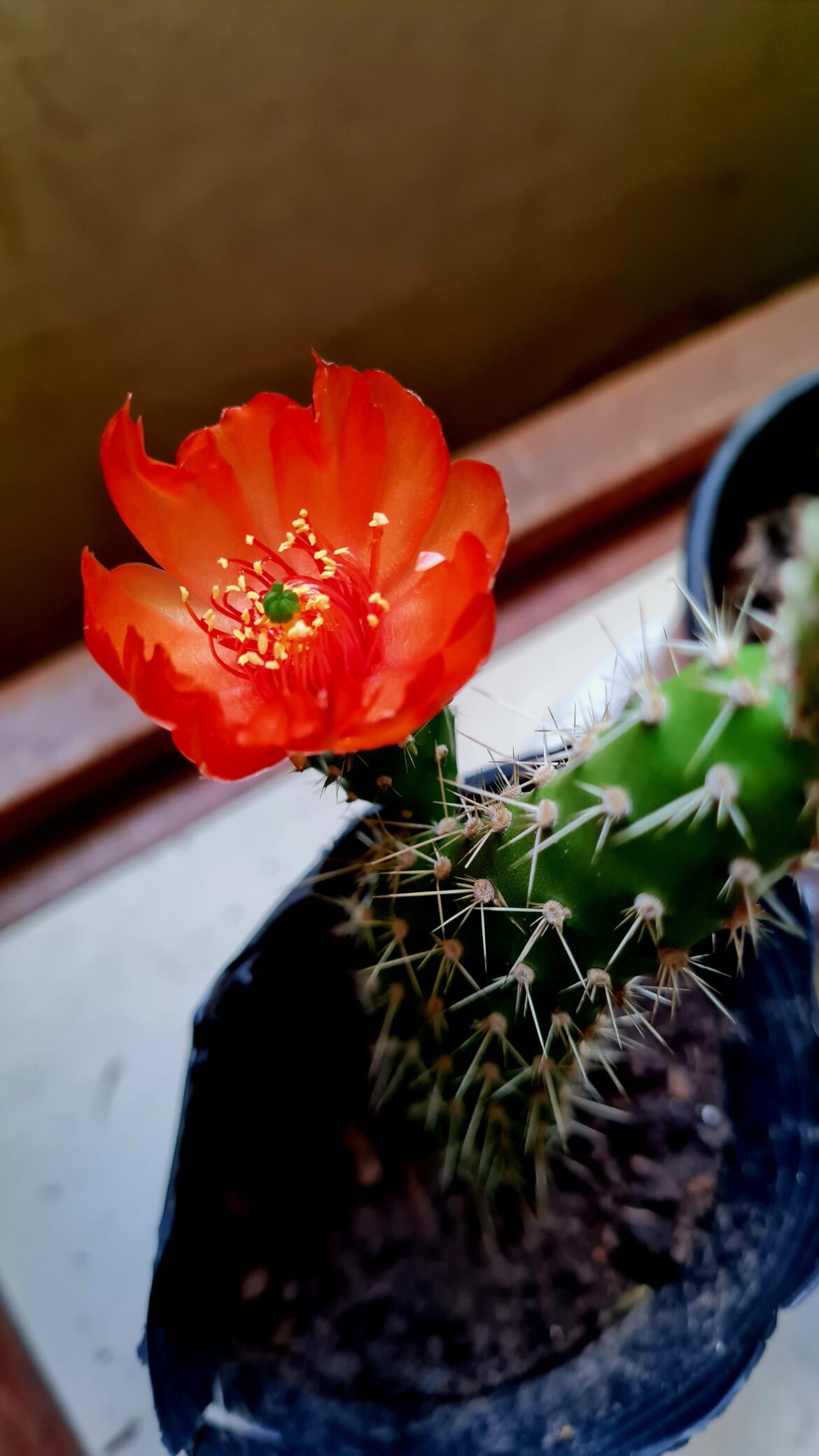 Tunilla Erectoclada, first bloom 🌺🌵