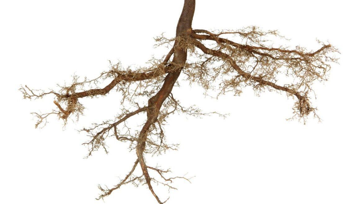 Mycorrhizal fungi are the ‘masters of the universe’ beneath your feet Mycorrhizal fungi are the 'masters of the universe' beneath your feet