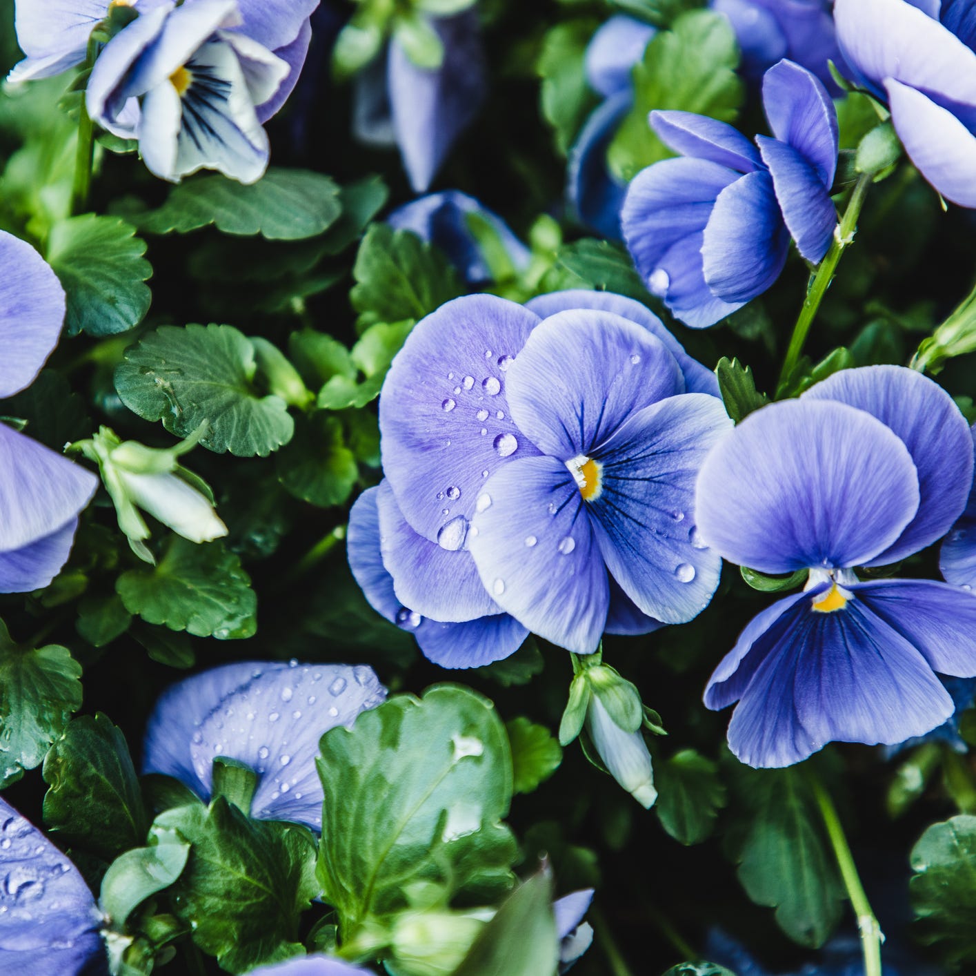first things to plant in spring pansies