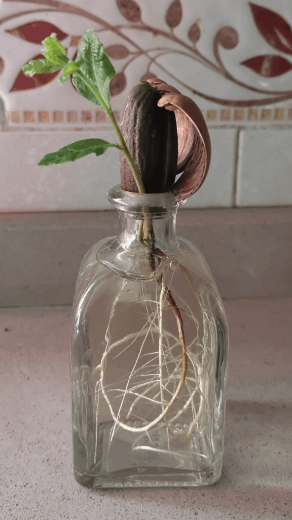 What's the physiology of bonsai?