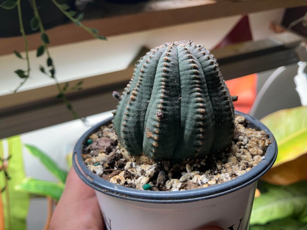 ID request?