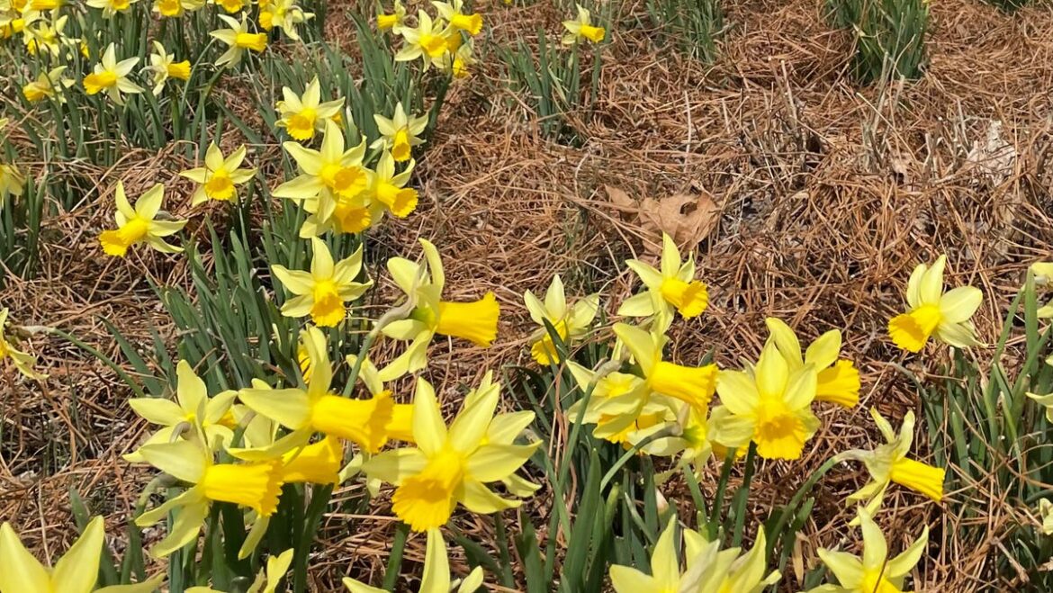 How to get the most out of your garden in every season