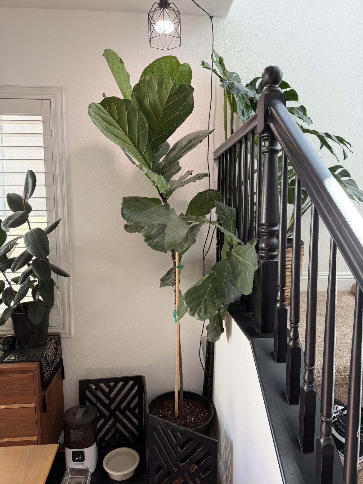 To chop or not chop?