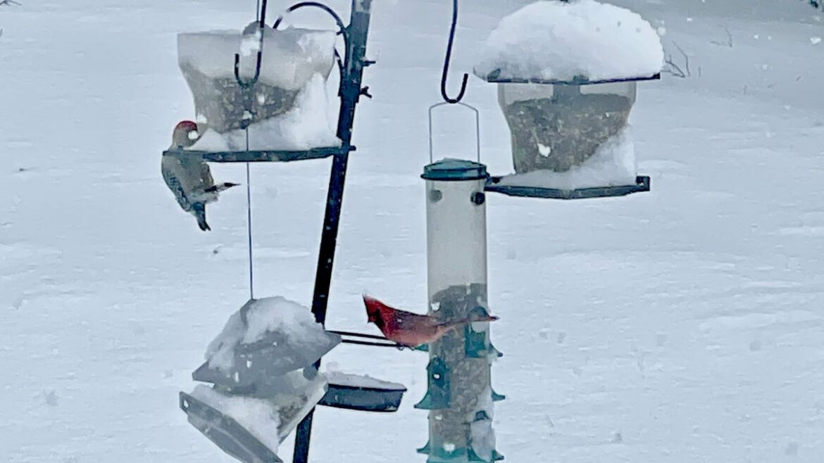 Birds can be year-round residents of your garden