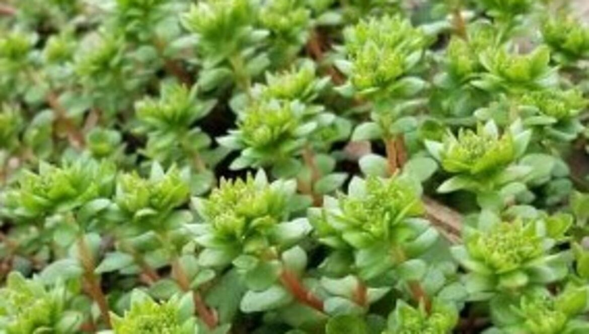 Wild stonecrop in your landscape