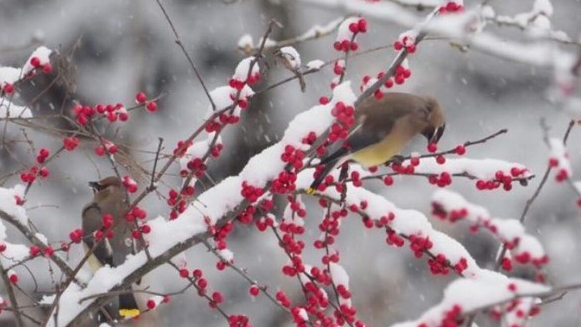 Winter is a good time to assess your garden’s bones