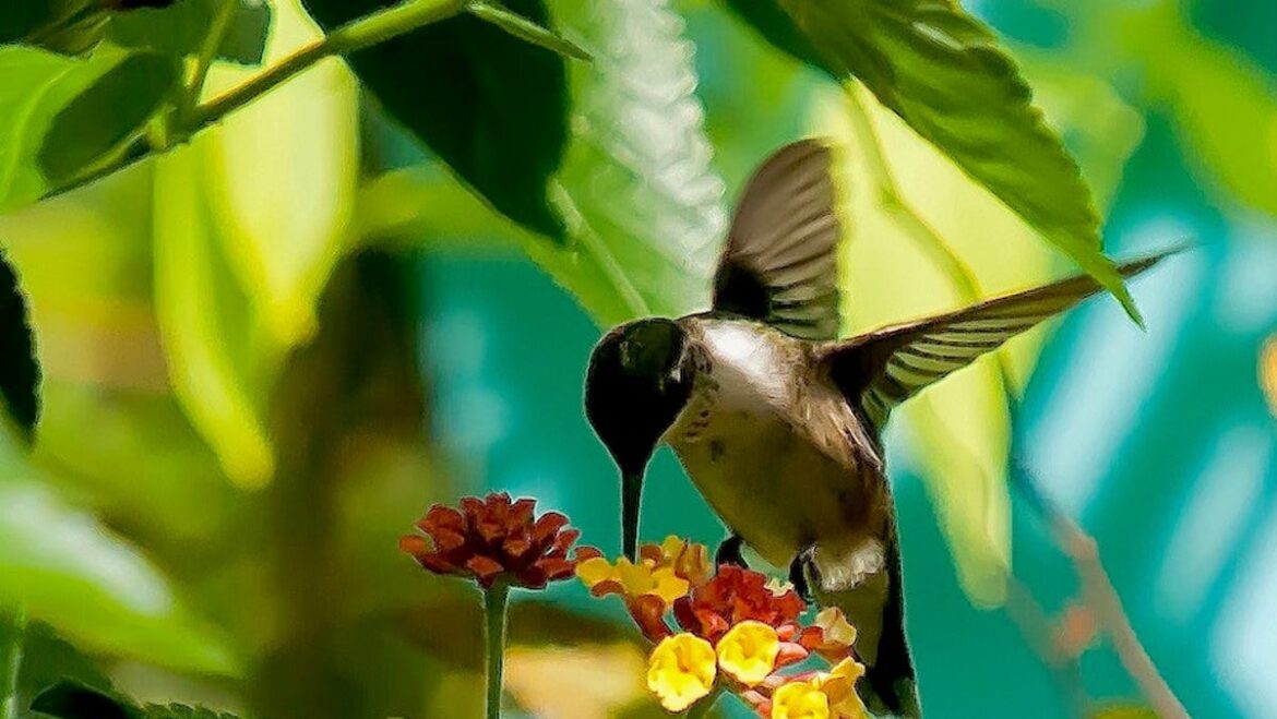 Gardening classes, tips and more coming to Freeport Gardening classes, tips and more coming to Freeport